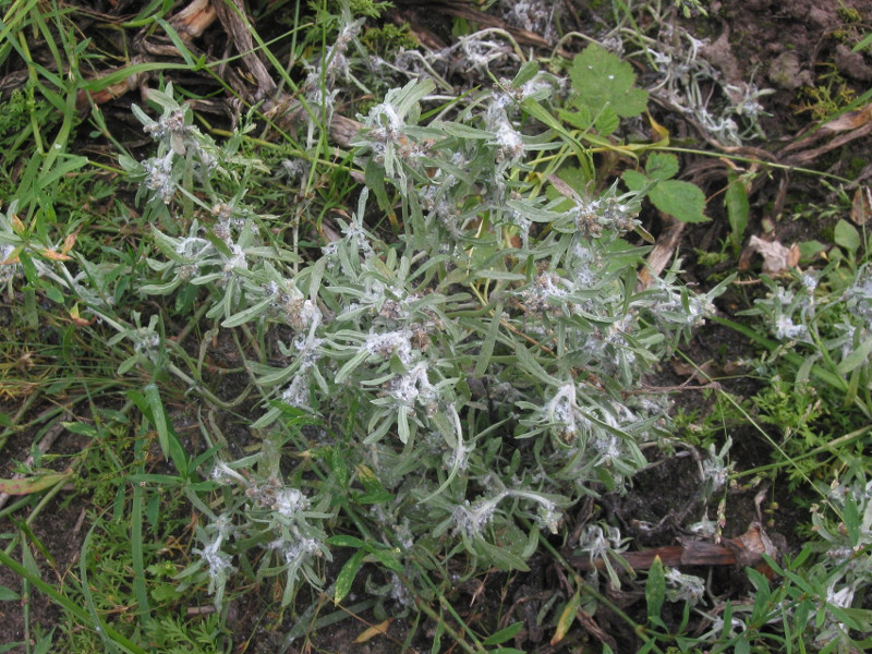 cudweed