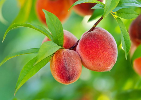 Персик, дерево с плодами