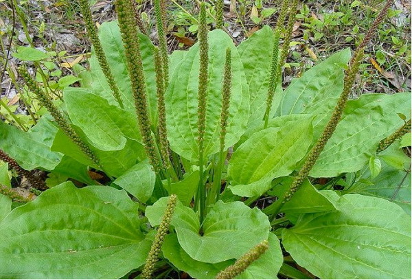 plantain weed