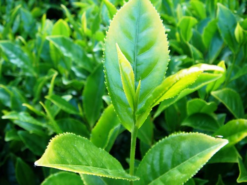 Зеленый чай, растение